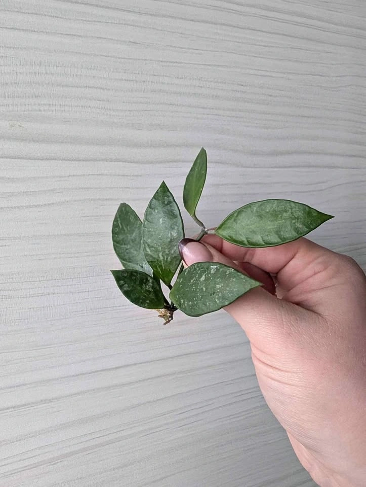 Hoya gracilis cutting