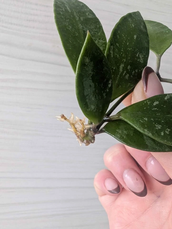 Hoya gracilis cutting - photo 2