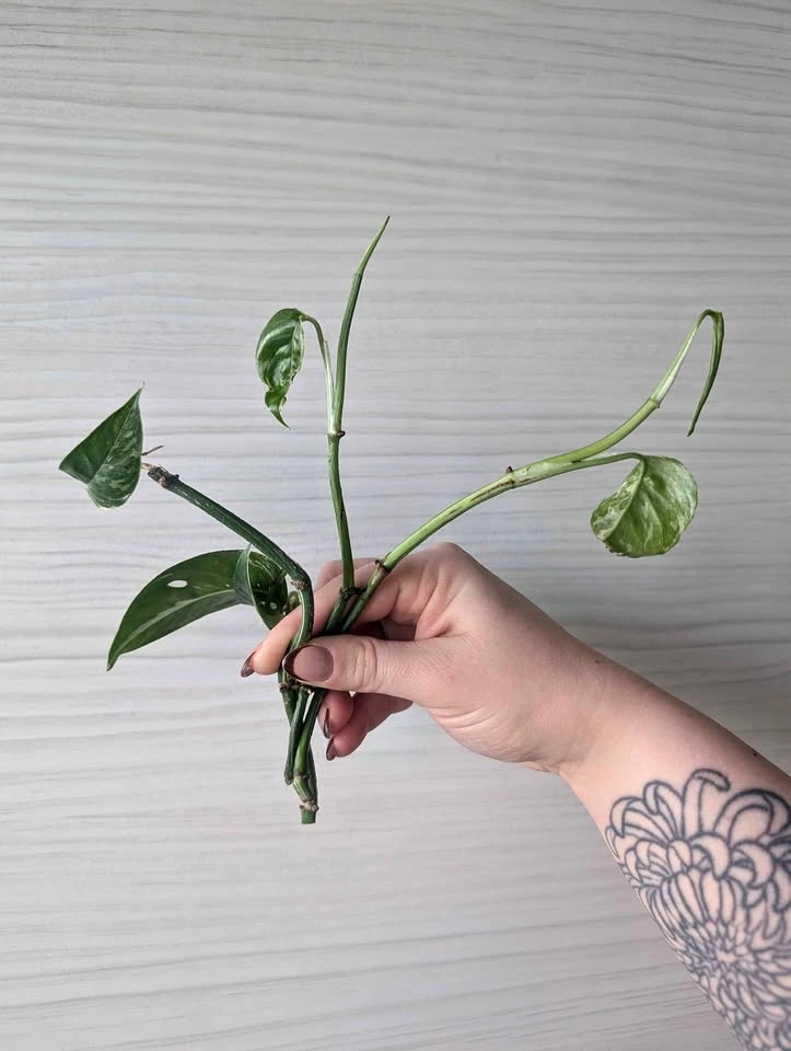 Epipremnum pinnatum albo cuttings