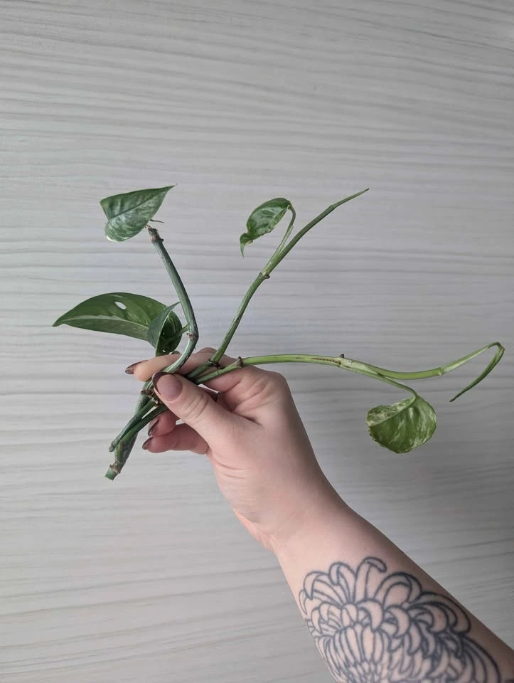 Epipremnum pinnatum albo cuttings - photo 2