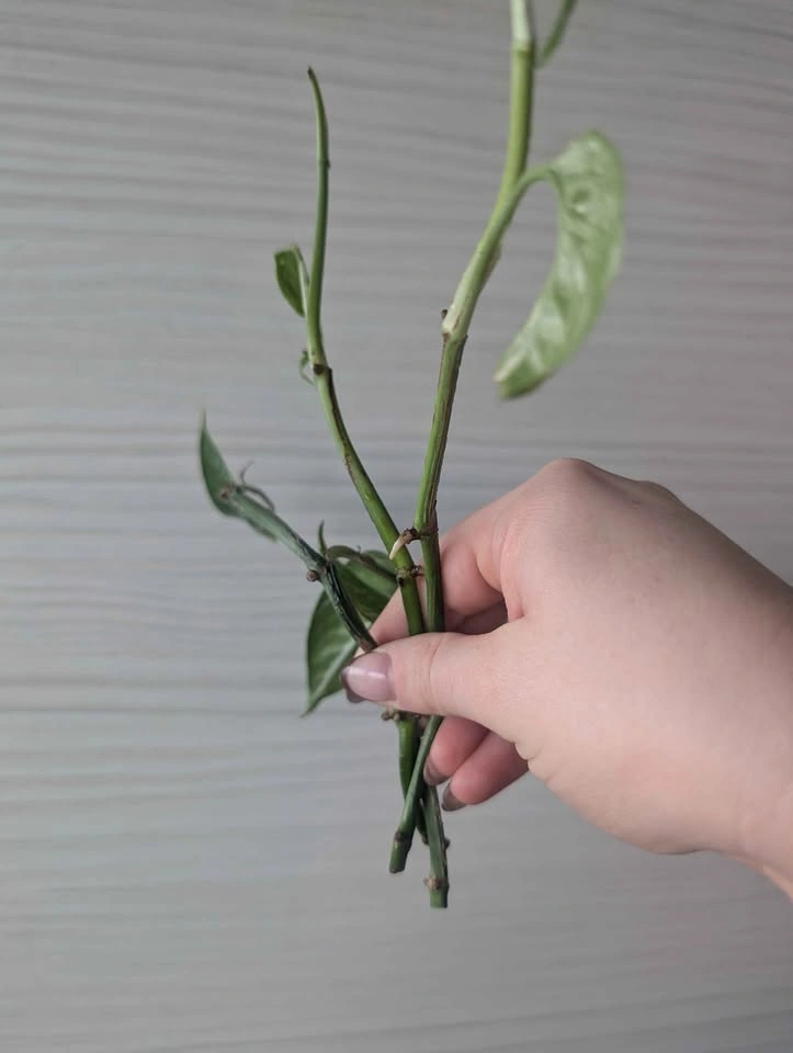 Epipremnum pinnatum albo cuttings - photo 3