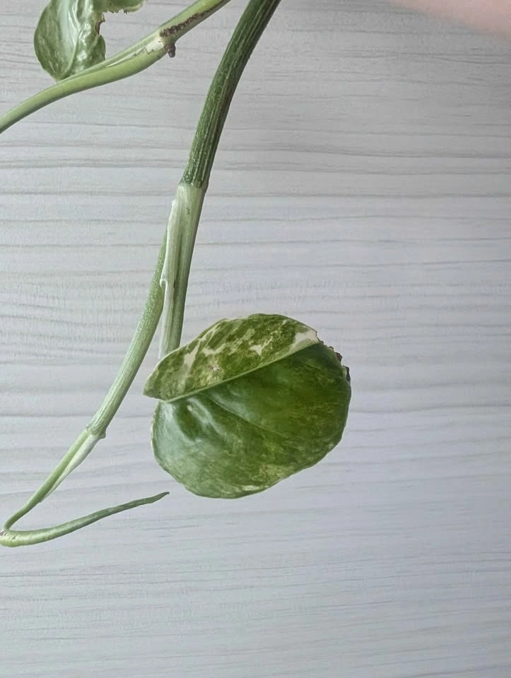 Epipremnum pinnatum albo cuttings - photo 4