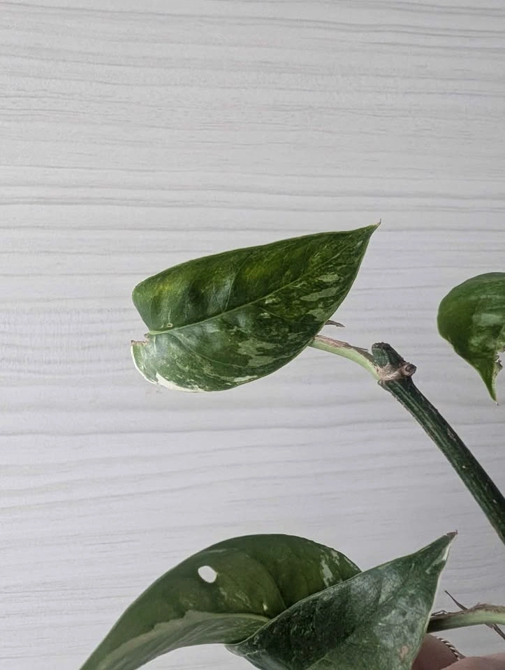 Epipremnum pinnatum albo cuttings - photo 5