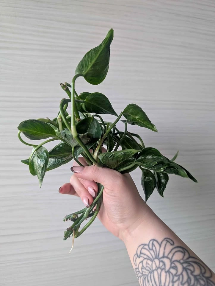 Shangri-la Pothos Cuttings