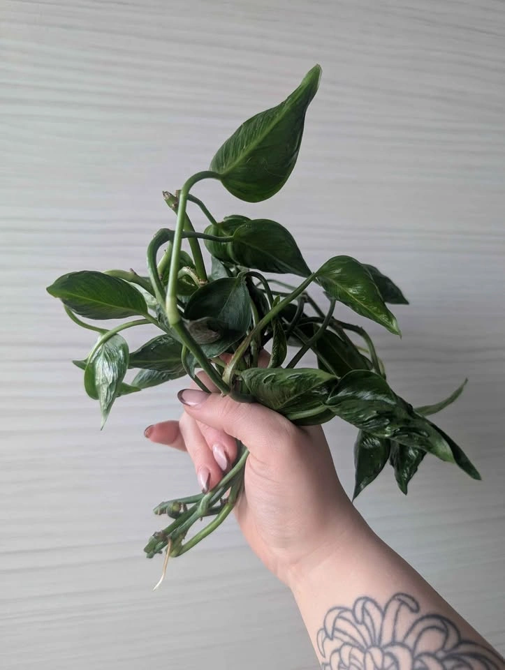 Shangri-la Pothos Cuttings - photo 2