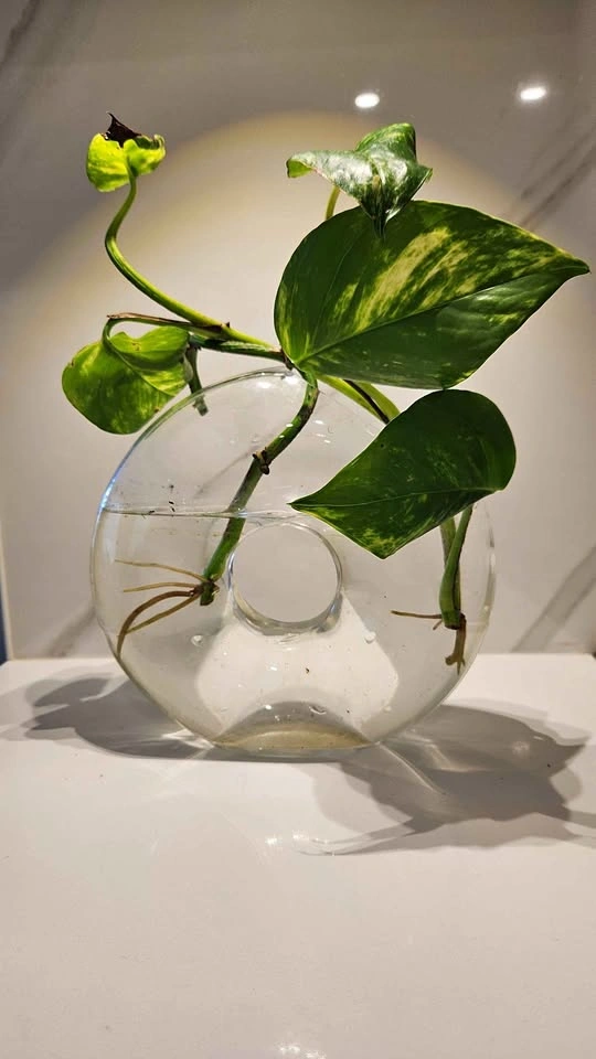 Sculptural vase with pothos in water