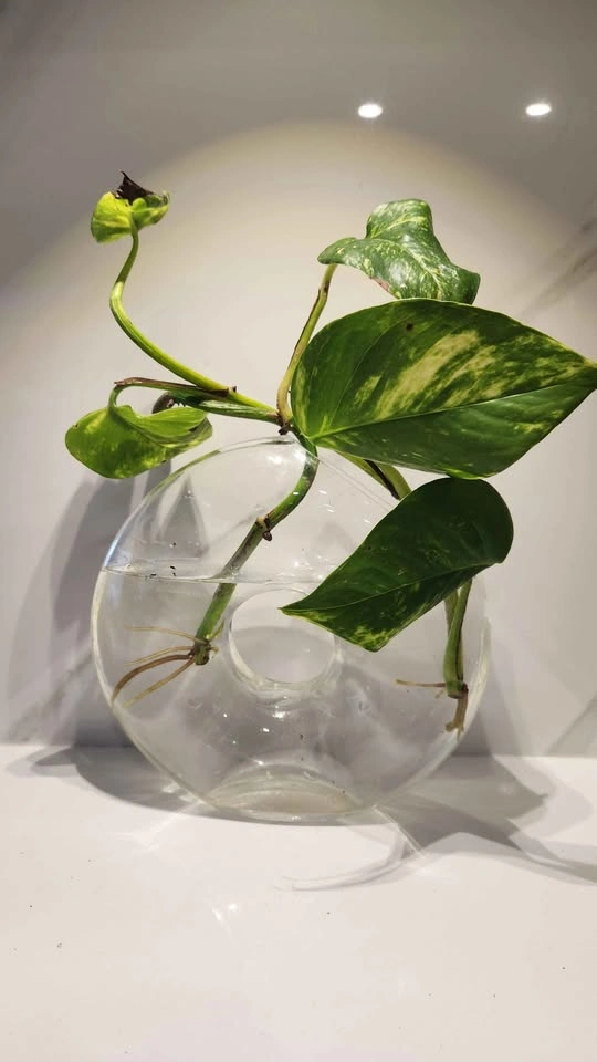 Sculptural vase with pothos in water - photo 2
