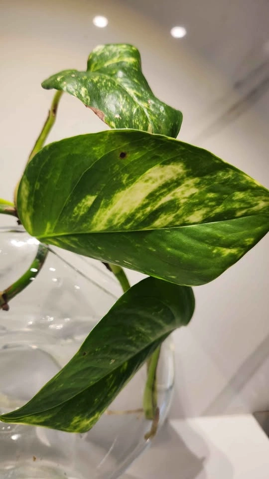 Sculptural vase with pothos in water - photo 3