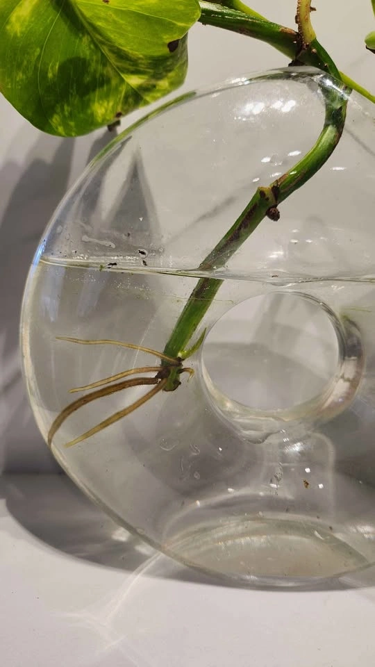 Sculptural vase with pothos in water - photo 4