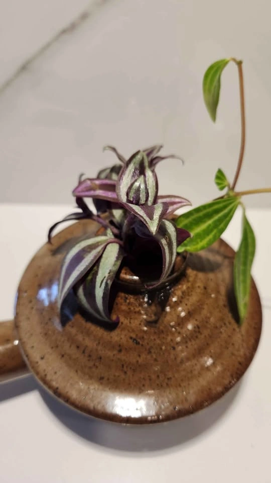 Small tagine planter with trailing plants - photo 2