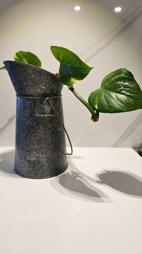 Rustic metal jug with pothos plant