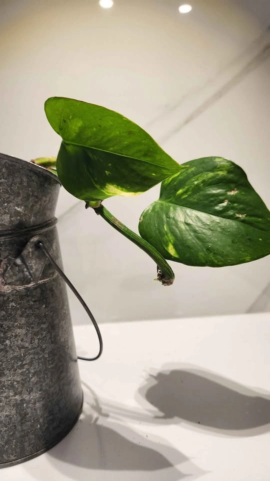 Rustic metal jug with pothos plant - photo 3