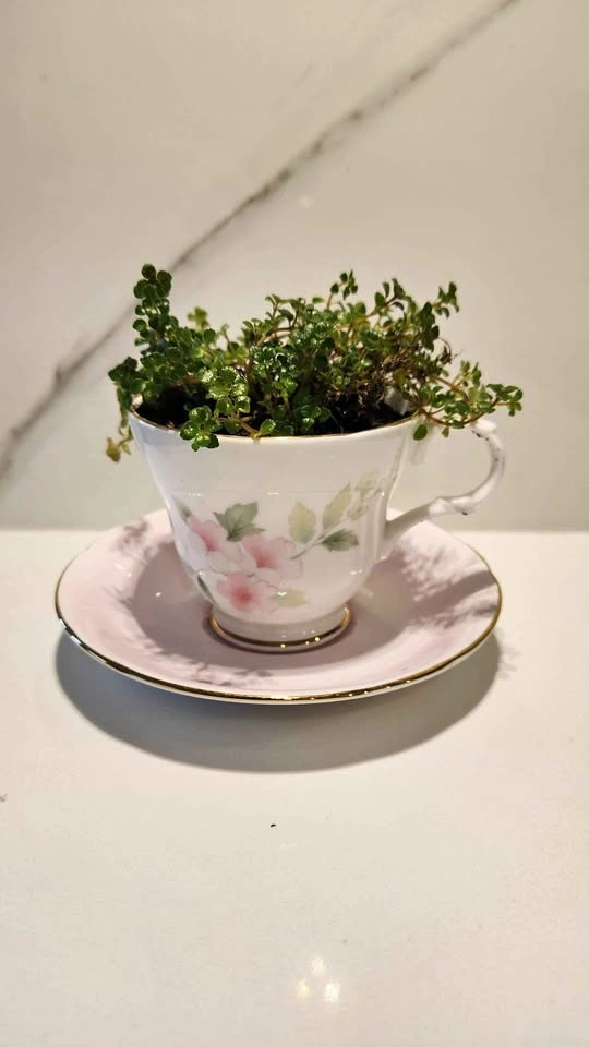 Floral pink tea cup and saucer planter with baby tears plant