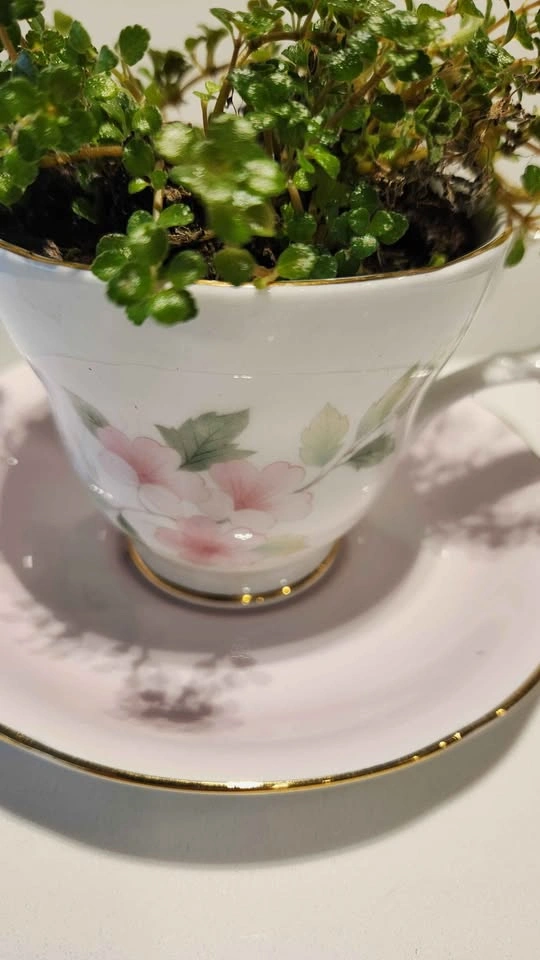 Floral pink tea cup and saucer planter with baby tears plant - photo 3