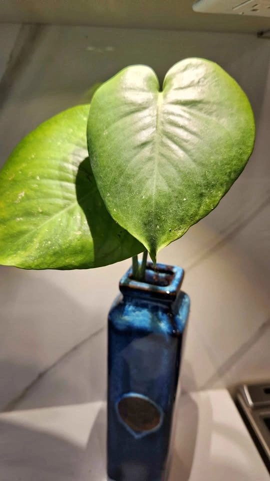 Beautiful pottery vase planter with Monstera plant
