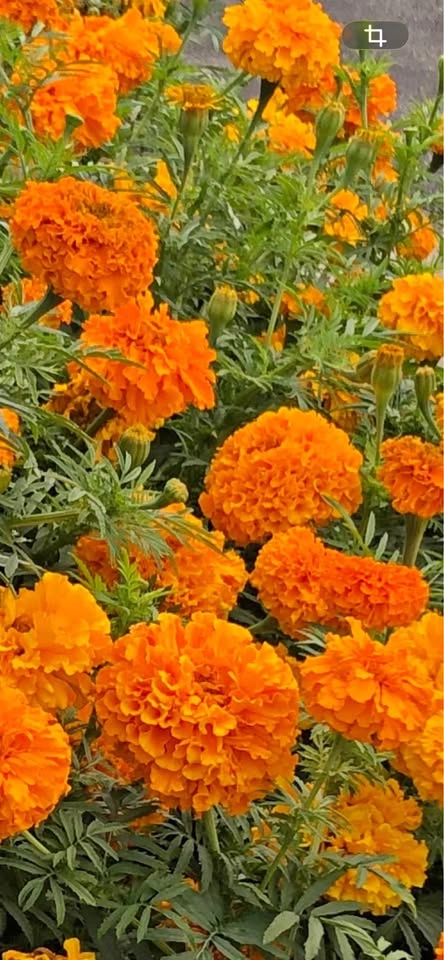 Marigold Seeds (100 Seeds $3)
