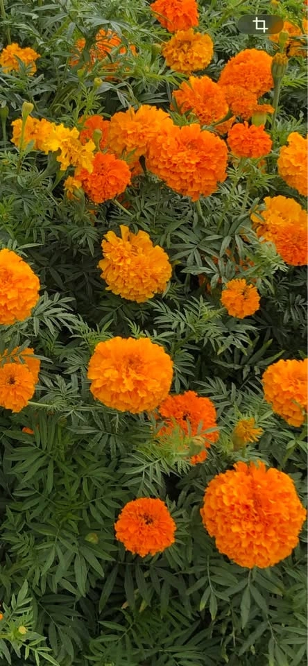 Marigold Seeds (100 Seeds $3) - photo 2