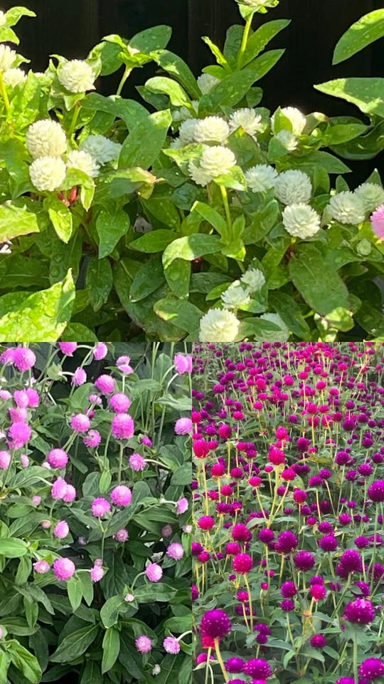 Gomphrena/Globe Amaranth/Vadamallikai (Annual)