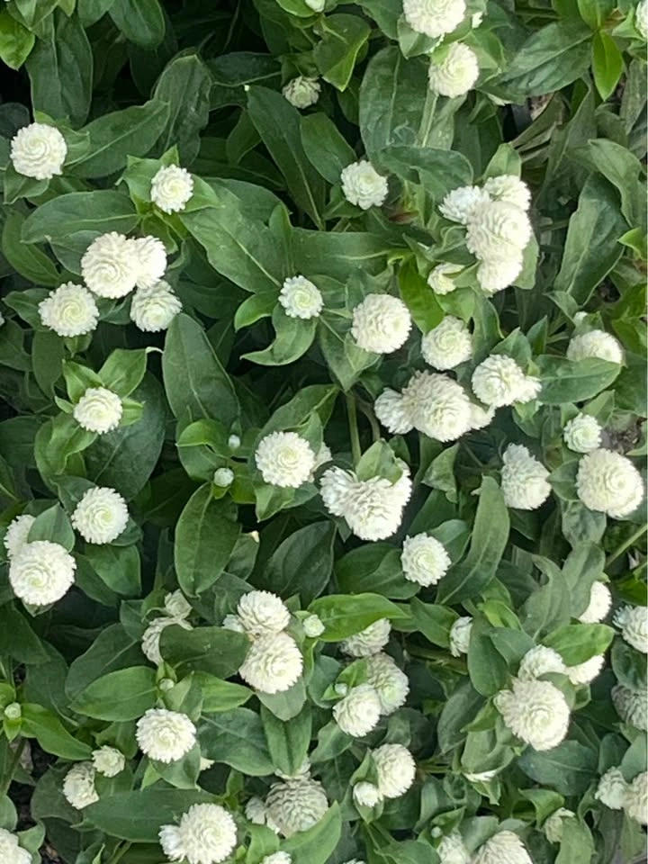 Gomphrena/Globe Amaranth/Vadamallikai (Annual) - photo 3