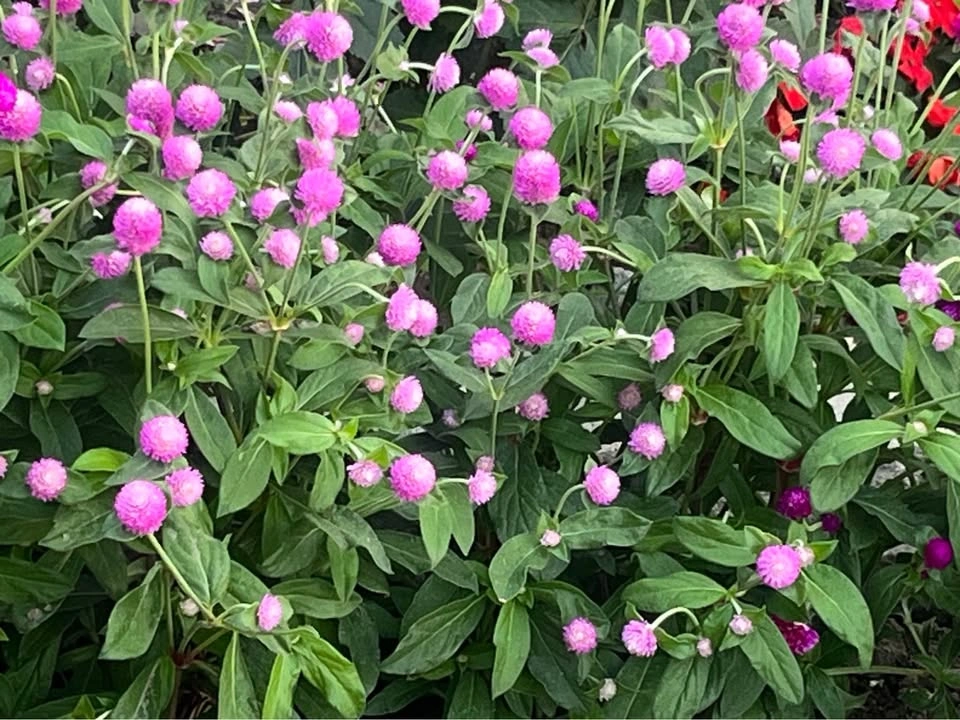 Gomphrena/Globe Amaranth/Vadamallikai (Annual) - photo 4