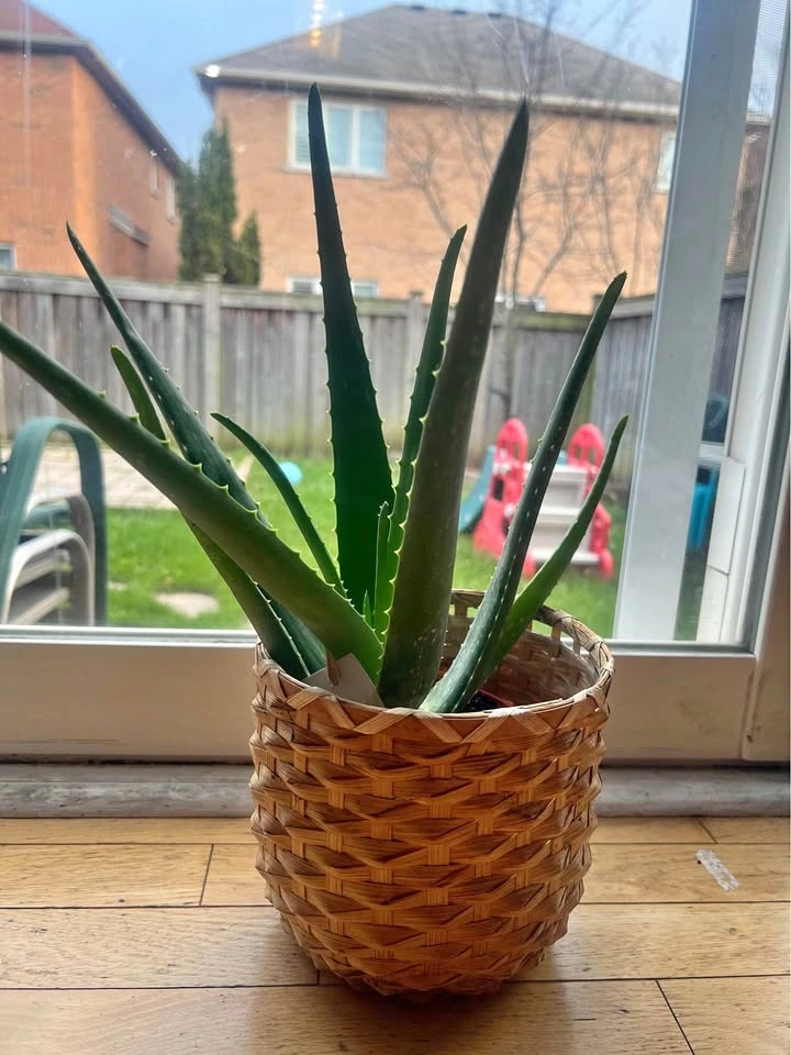Organic Aloe Vera Plant - Moving Sale