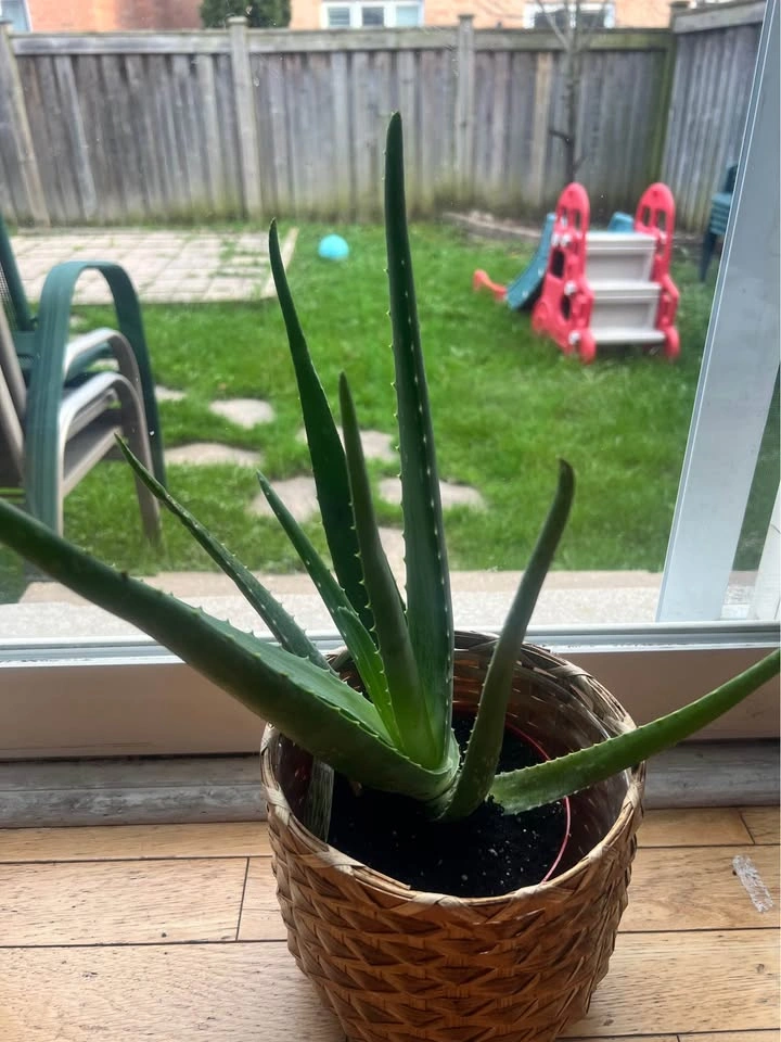 Organic Aloe Vera Plant - Moving Sale - photo 2
