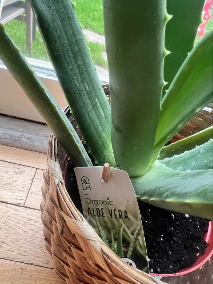 Organic Aloe Vera Plant - Moving Sale - photo 3
