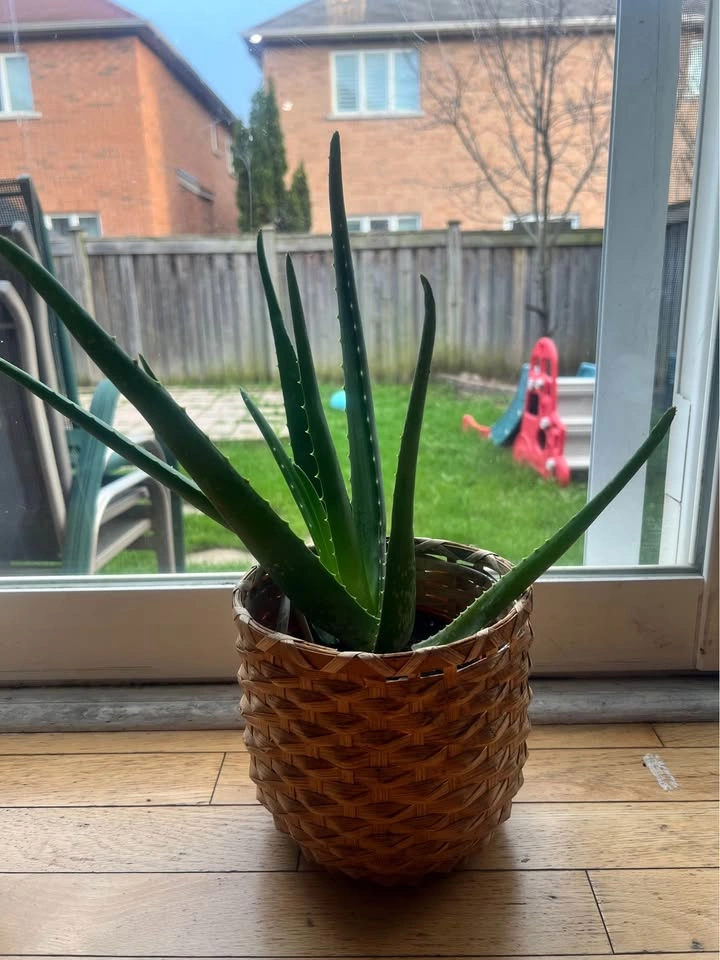 Organic Aloe Vera Plant - Moving Sale - photo 4