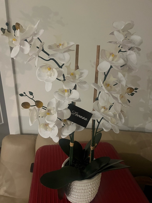 LeCASA Orchid