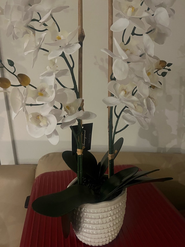 LeCASA Orchid - photo 2