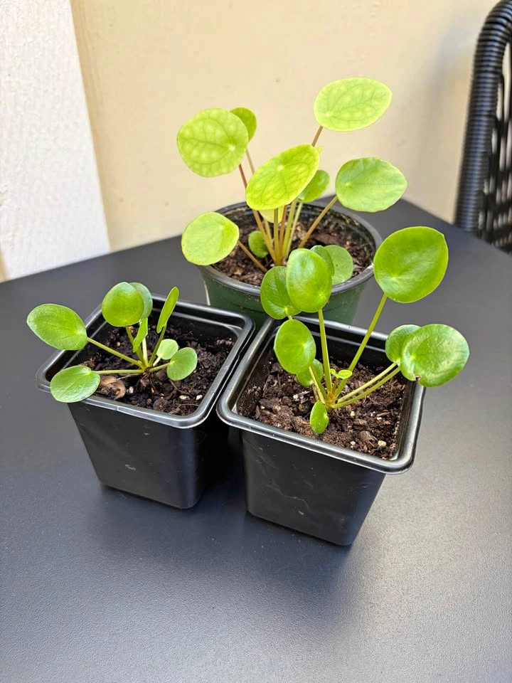 Plants for Sale!!! 🪴 Pothos, Chinese money plant, Monstera