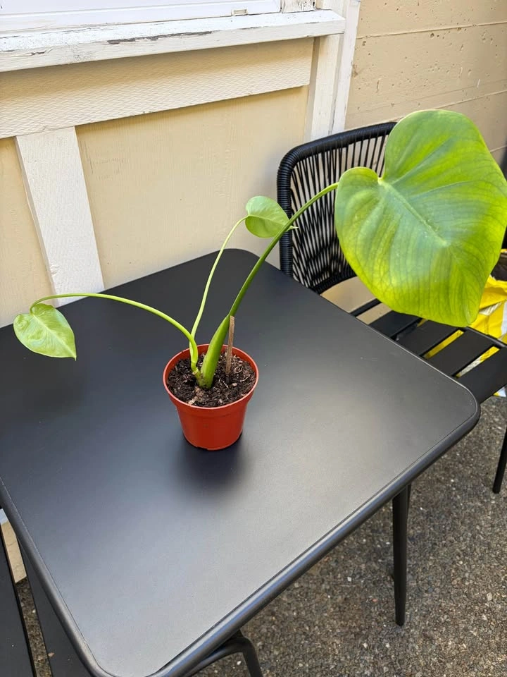 Plants for Sale!!! 🪴 Pothos, Chinese money plant, Monstera - photo 2