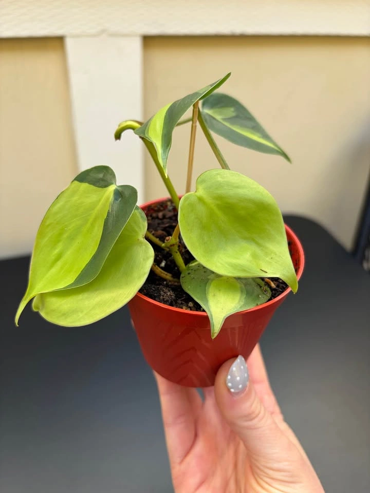 Plants for Sale!!! 🪴 Pothos, Chinese money plant, Monstera - photo 3