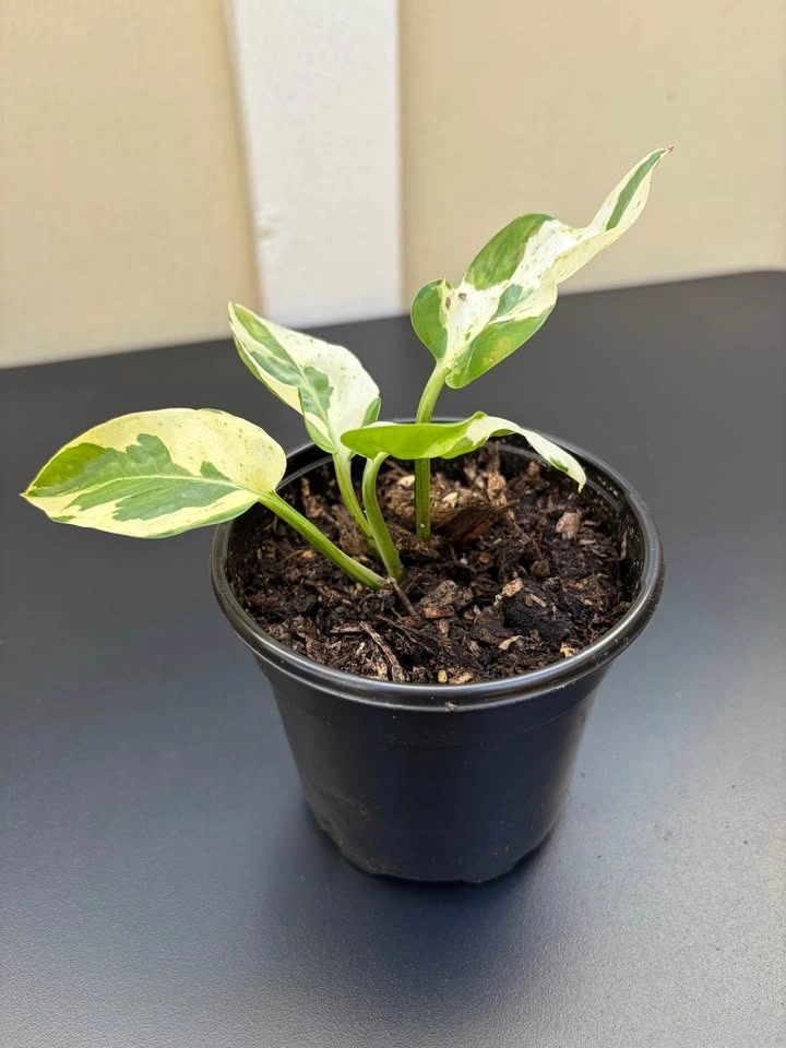 Plants for Sale!!! 🪴 Pothos, Chinese money plant, Monstera - photo 4