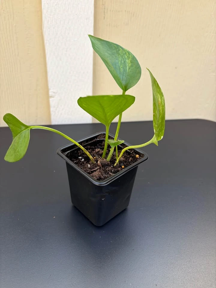 Plants for Sale!!! 🪴 Pothos, Chinese money plant, Monstera - photo 5