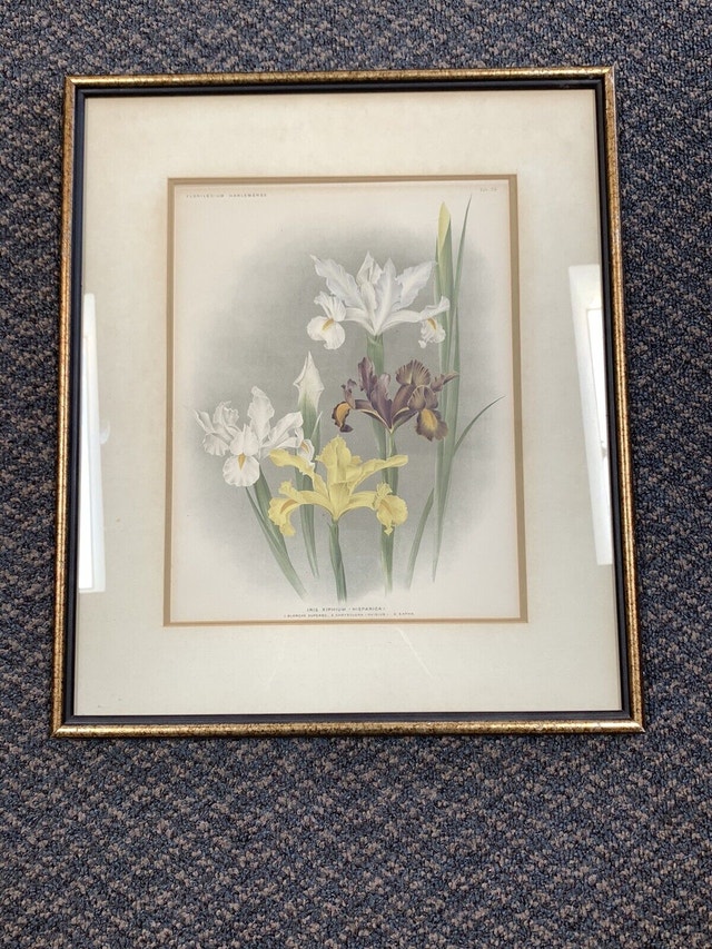 Florilegium Flower Picture