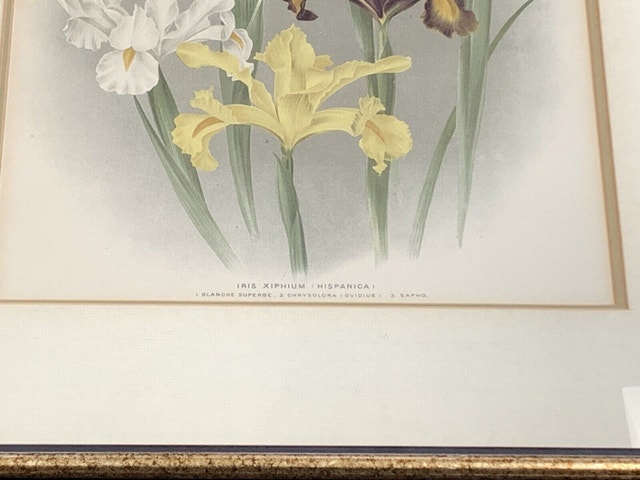 Florilegium Flower Picture - photo 2