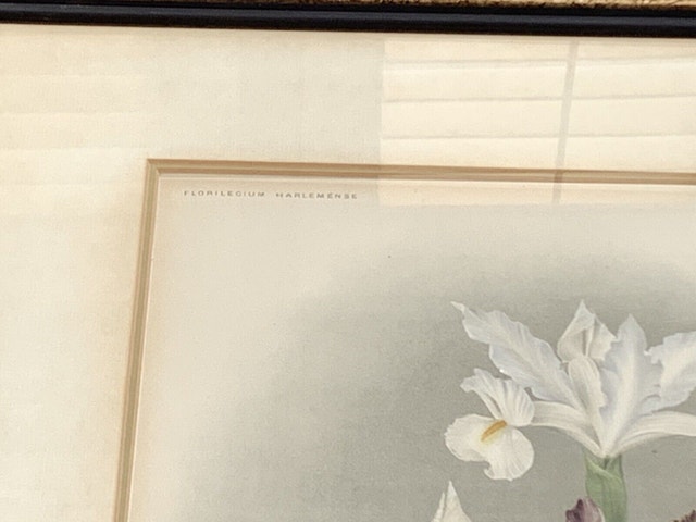 Florilegium Flower Picture - photo 3