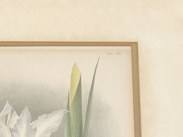 Florilegium Flower Picture - photo 4