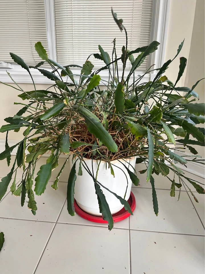 Large Epiphyllum Orchid Cactus