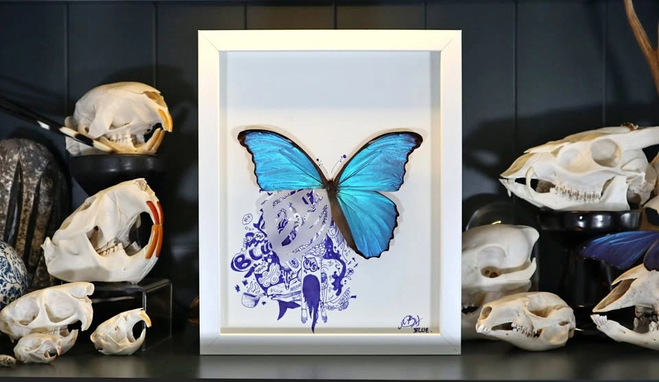 BLUE. Morpho Didius Art, Hand Drawn Signed Illustration.