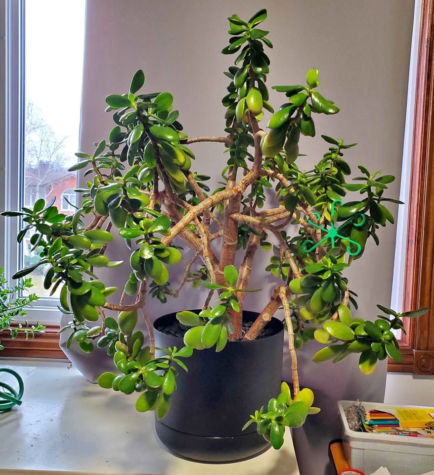 Jade Plant Large 30"× 30"