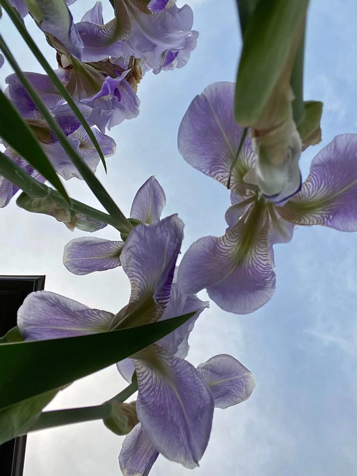 Purple Iris plants for Sale