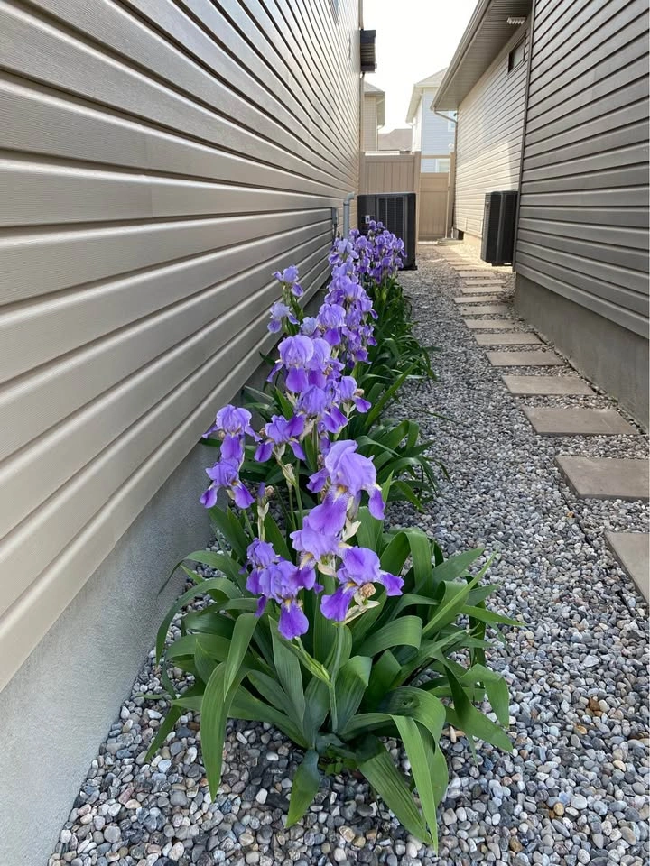 Purple Iris plants for Sale - photo 2