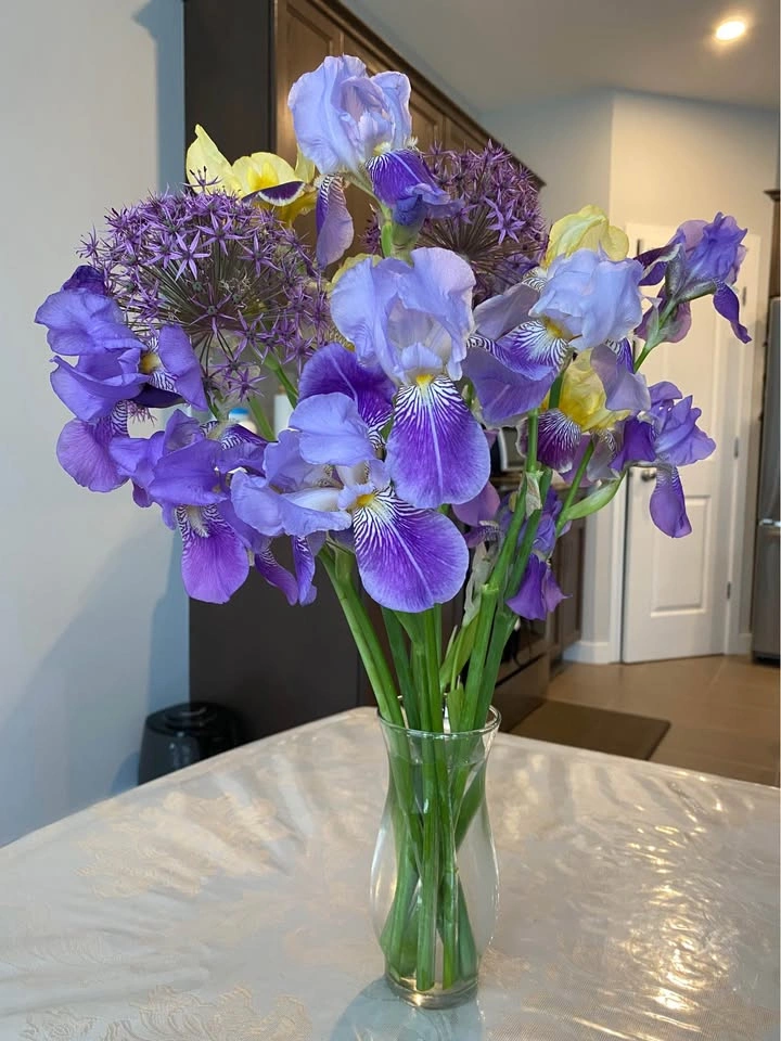 Purple Iris plants for Sale - photo 3