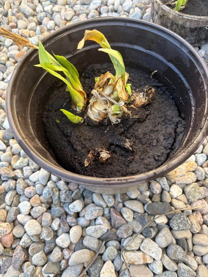 Purple Iris plants for Sale - photo 4