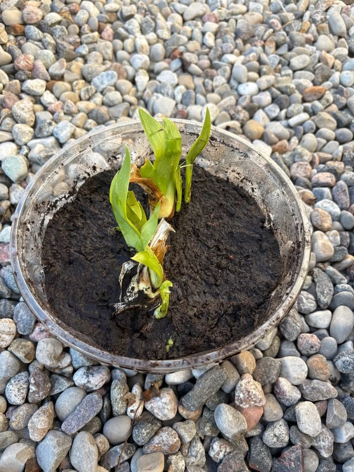 Purple Iris plants for Sale - photo 5
