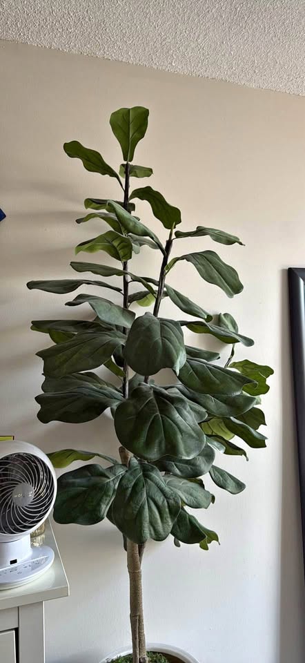 Large Faux Fiddle Leaf Fig Plant