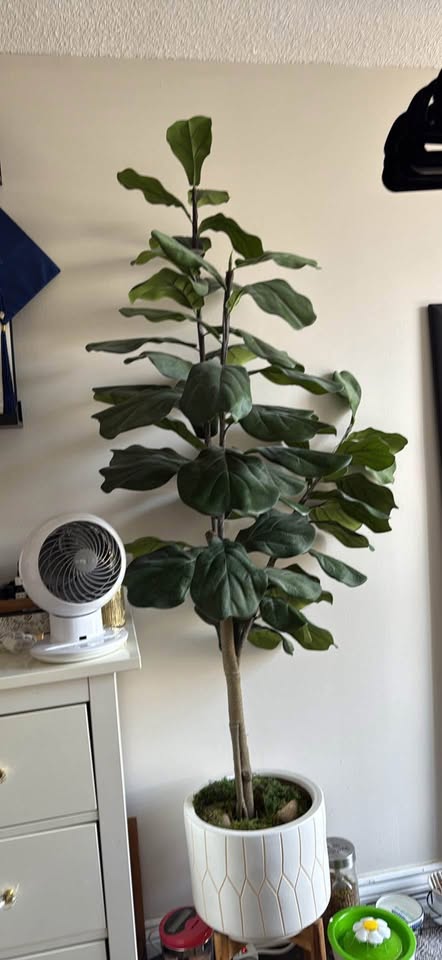 Large Faux Fiddle Leaf Fig Plant - photo 2