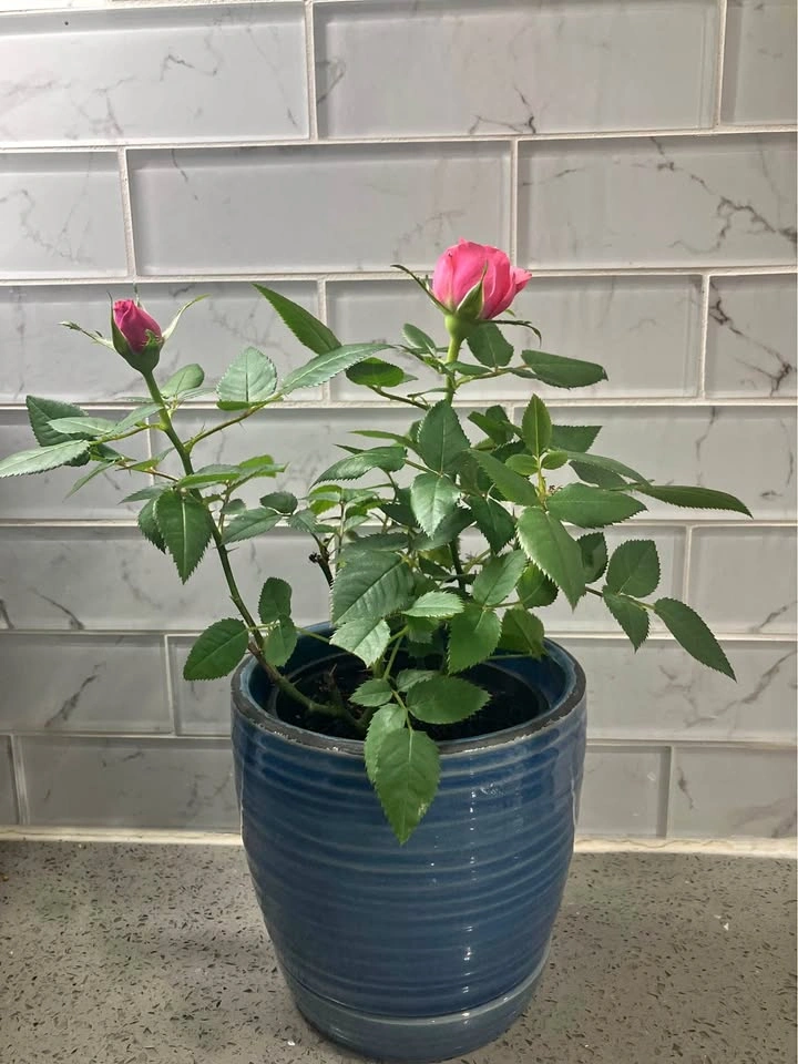 🌹Miniature Rose Plant in 4 inch Ceramic Pot@Mississauga 🌹